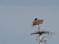 2011 0629 IMG_1096 Osprey nesting