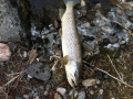 2012 0226 trout2