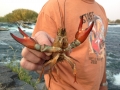 2012 0924 Crawfish IMG_8976