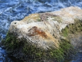 2012 0925 Crawfish IMG_7506