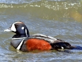IMG_7797 Harlequen duck swimming