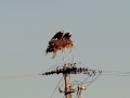 2012 0224 IMG_4502 Eagles