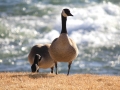 2012 0304 IMG_4529 geese