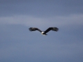 2012 0401 IMG_4849 - Eagle