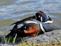 IMG_7768 Harlequin sleeping by bench cropped
