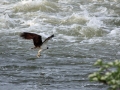 IMG_8709p osprey with fish sm